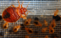 Les punaises de lit, une nuisance qui touche plus d'un foyer sur dix