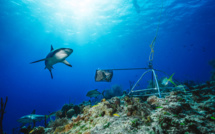 Un apnéiste colombien survit à une attaque de requin dans les Caraïbes