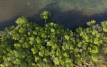 Au secours de la mangrove, dernier rempart écologique de la Guadeloupe