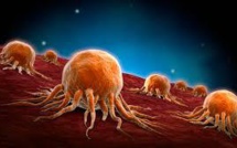 Le cancer est la maladie qui fait le plus peur aux Français