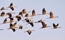 Les oiseaux migrateurs se relaient en tête de la formation pour moins se fatiguer