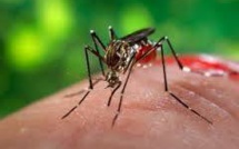 Tonga déclare une épidémie de dengue