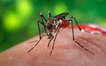 Tonga déclare une épidémie de dengue
