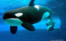 Les orques en captivité désormais protégées comme leurs cousines sauvages