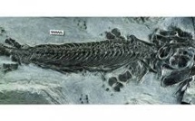En Russie, identification d'un reptile marin vieux de 70 millions d'années