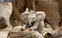 Deux éléphanteaux en transit à Niue
