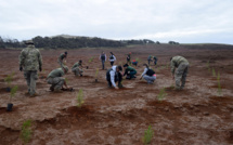 Ile de Pâques: 240.000 arbres pour lutter contre l'érosion des sols
