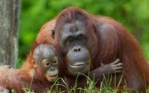 Sur la trace des grands singes menacés, dans la forêt tropicale version musée
