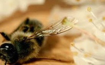 Les apiculteurs en colère après le rejet par le Sénat d'un texte sur les insecticides