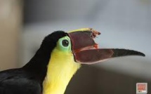 Les réseaux sociaux au secours des animaux battus en Amérique latine