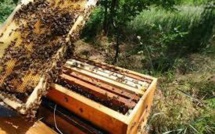 Les abeilles forcées à butiner trop jeunes, facteur clé dans l'effondrement des ruches