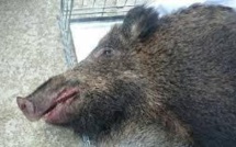 A Pau, un sanglier sème la panique dans les couloirs de l'hôpital