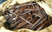 Soutenance de thèse à l'UPF : "Emergence de la fusariose sur Vanilla tahitensis : inventaire et déterminisme épidémiologique"