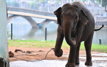 Deux éléphantes enchaînées dans un zoo émeuvent le Vietnam