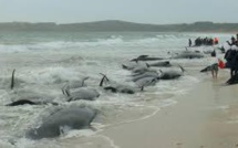 Près de 200 baleines s'échouent sur une plage en Nouvelle-Zélande