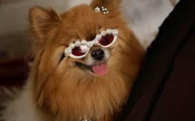 Fashion Week: les animaux de compagnie ont aussi leurs défilés