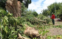 Elagage préventif dans les rues de Papeete