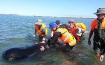 La moitié des 200 baleines échouées en Nouvelle-Zélande sont mortes