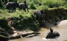 Indonésie: des "éco-guerriers" à dos d'éléphants pour protéger forêts et espèces en danger