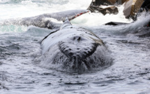 La Réunion: mort d'un baleineau qui s'était échoué dans le lagon