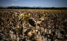 Températures record attendues dans une France qui suffoque