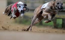 Leurres vivants: les courses de lévriers dans le collimateur de la justice en Australie
