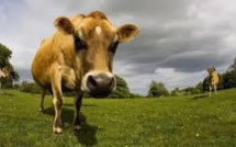Climat: les vaches continueront de roter et de peter, alors que faire ?