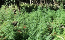 Des plants de paka découverts à Outumaoro et Maupiti