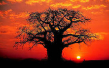 Le secret de vieillesse des baobabs expliqué par leur cavité