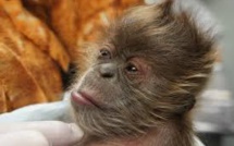 Un riche couple d'Indiens décide de léguer toute sa fortune à son singe