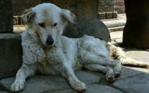 Les chiens errants de Téhéran bientôt vaccinés et équipés de GPS