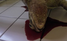 Deux tortues retrouvées mortes en deux jours à Moorea