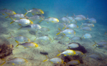 Les canicules marines n'affectent pas l'abondance des poissons, selon une étude