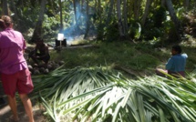  Maiao : les producteurs de pandanus lancent « un appel à l'aide »