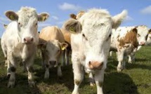 Des barrières intelligentes pour garder les troupeaux