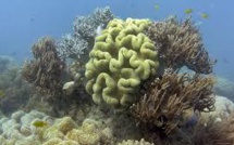 Les coraux de la Grande Barrière d'Australie ingèrent du plastique