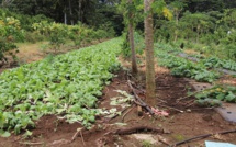 La colère sur le paraquat, un pesticide, cristallise la crise agricole