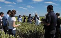 Pour réduire les pesticides, les céréaliers testent le biocontrôle