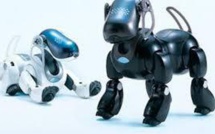 Au Japon, les chiens robots Aibo, compagnons à vie