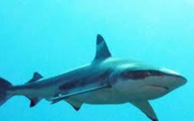 La présence de requins près des côtes de la Réunion due à un ensemble de facteurs