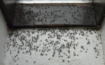 Teva i uta : La mouche des terreaux est arrivée à Mataiea