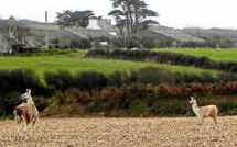 USA: deux lamas se font la belle, Twitter s'emballe