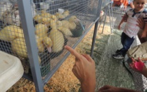 Marché du terroir à Mamao ce samedi