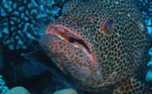 L'ILM coordonne un atelier sur la ciguatéra avec 12 pays du Pacifique