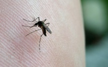 Chikungunya : veille sanitaire allégée mais pas encore de fin d'épidémie