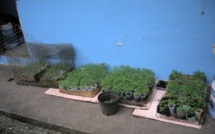 621 pousses de cannabis détruites à Raiatea