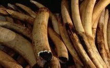 Les sites chinois de commerce en ligne, paradis pour l'ivoire de contrebande