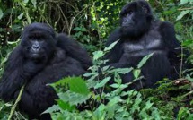 L'origine des quatre variantes du virus du sida désormais élucidée