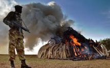 Le Kenya brûle 15 tonnes d'ivoire et promet de détruire son stock dans l'année