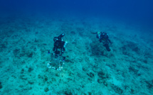 Aux Antilles, les coraux sous la menace d'un "blanchissement sévère" et d'un "risque de mortalité"